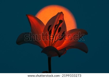 Fresh lily flower with petal illuminated with spot of orange neon light against dark blue background