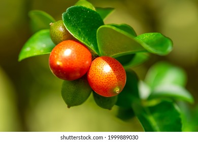 Fresh Lime Berry Triphasia Trifolia Chinese Stock Photo 1999889030 ...