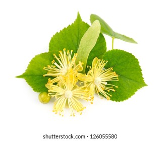 Linden Flower Images, Stock Photos & Vectors | Shutterstock