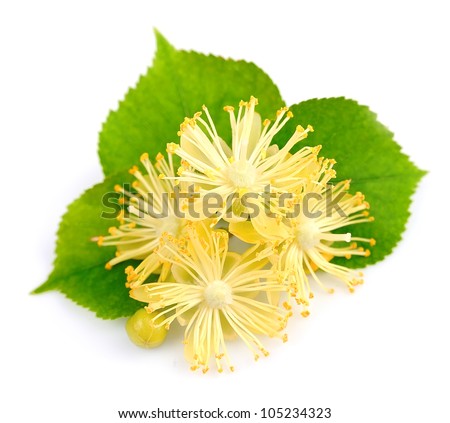 Fresh Lime Flowers On White Background Stock Photo (Edit Now) 105234323