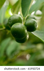 Fresh Lime At The Tree