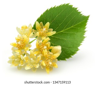Fresh linden flowers and leaves isolated on white background