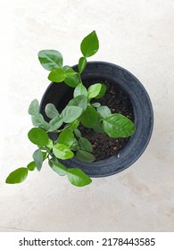 Fresh Little Lime Tree In The Pot