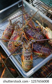 Fresh live spiny lobster just picked from the Caribbean Sea