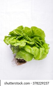 fresh living butter lettuce, isolated over a kitchen cloth, top view, vertical with lots of copy space for text