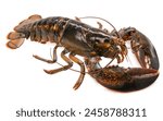 Fresh Lobster on white background, Raw Canadian Lobster isolate on white with clipping path.