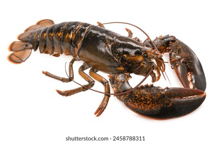 Fresh Lobster on white background, Raw Canadian Lobster isolate on white with clipping path.