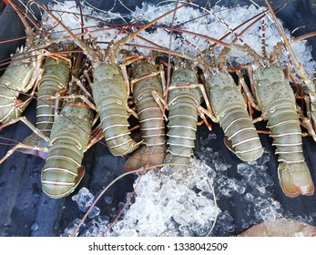 Fresh Lobster Is Sold In Kuching Wet Market