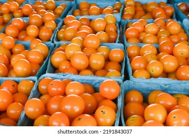 Fresh Local Sungold Tomatoes At A Farm Stand In East Hampton, New York.