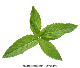 Fresh Long Spearmint Isolated On White, Clipping Path