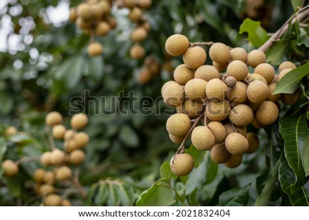 Fresh longan from the orchard. The concept of fruit has a sweet taste without substance.