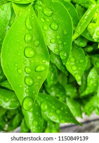 A fresh look on green leaves after the rain. - Shutterstock ID 1150849139