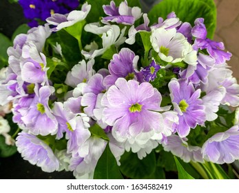 Fresh look primulas different colours creamy purple white early spring February backgrounds to floral motives