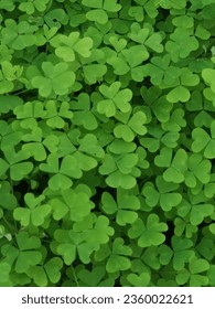 Fresh looking clovers on the ground - Shutterstock ID 2360022621