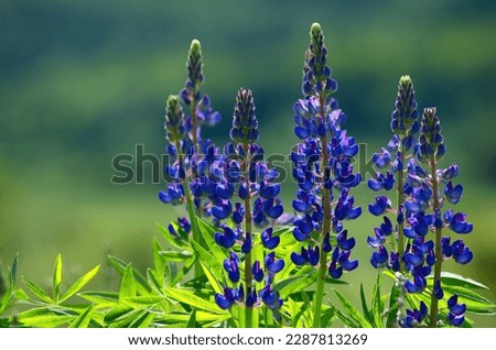 Fresh lupine close-up blooming in spring. High lush purple lupine flowers, summer meadow. Blossoming lupines in foreground bent by the wind.