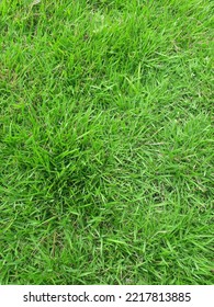 Fresh And Lush Green Garden Grass