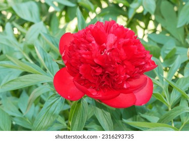Fresh lush scarlet peony on a blurred green background of the leaves of the bush. Drops of water, ants. Focus on foreground. Copy space. ShallowDOF.
						
