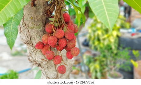 Fresh Lychee On Tree In Lychee Orchard