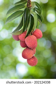 Fresh Lychee On Tree In Lychee Orchard