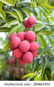 Fresh Lychee On Tree In Lychee Orchard