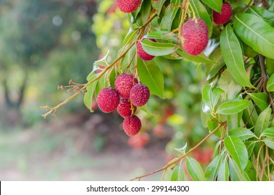 Fresh Lychee On Tree In Lychee Orchard