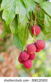 Fresh Lychee On Tree In Lychee Orchard