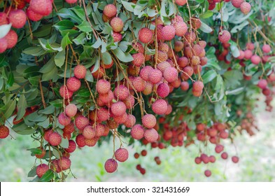 Fresh Lychee On Tree In Lychee Orchard