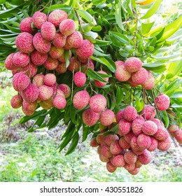 Fresh Lychee On Tree In Lychee Orchard