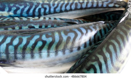 fresh-mackerel-fish-background-260nw-486667804.jpg