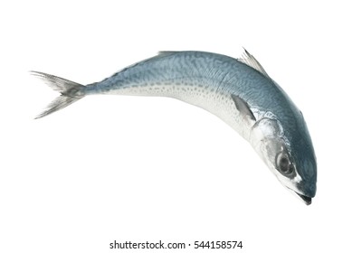 48,502 Mackerel White Background Images, Stock Photos & Vectors ...