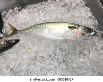 Fresh  Mackerel Fish  Lay Down On Ice In Box Market Horizontal Background