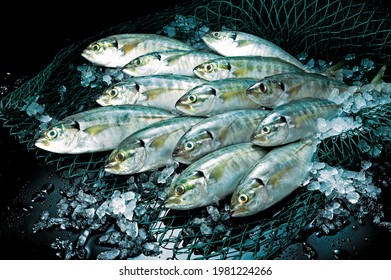 Fresh Mackerel Fish On Wet Market 