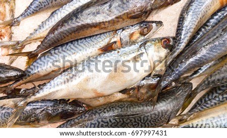 Fresh mackerel fish (Scomber scrombrus) on ice