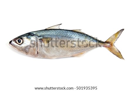Fresh mackerel isolated on white background.Fresh mackerel fish isolated.Mackerel fish isolated.Mackerel isolated