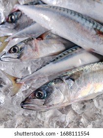 Fresh Mackerel On Ice For The Market