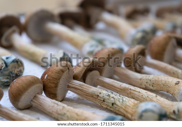Fresh magic\
mushrooms collected, preparing to\
dry