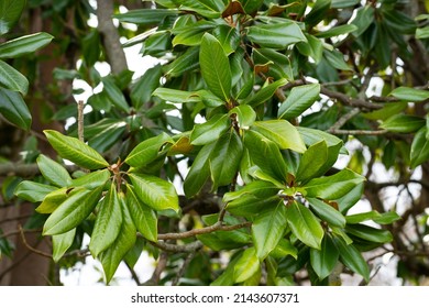 Fresh Magnolia Leaves On A Branch. Magnolia Grandiflora, Commonly Known As The Southern Magnolia Or Bull Bay, Branch With Fresh Green Leaves. Background Of Evergreen Magnolia Leaves