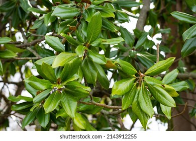 Fresh Magnolia Leaves On A Branch. Magnolia Grandiflora, Commonly Known As The Southern Magnolia Or Bull Bay, Branch With Fresh Green Leaves. Background Of Evergreen Magnolia Leaves