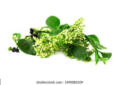 Fresh Malabar Spinach Or Ceylon Spinach Or Basellaceae Isolated On White Background