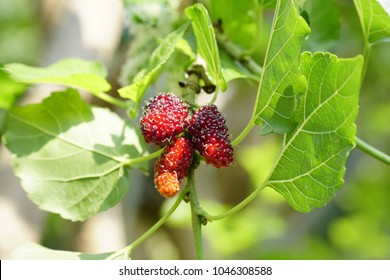 389 Mulberry weed Images, Stock Photos & Vectors | Shutterstock