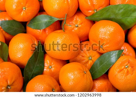 Fresh mandarin oranges fruit or tangerines with leaves,  as background