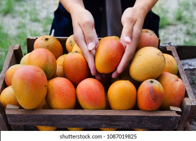 Fresh Mango Fruit Harvest From Organic Farm By Farmer