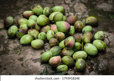 Fresh Mangoes Clicked At Wayanad District Of Kerala Indai