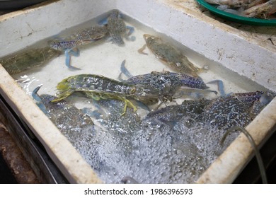 Fresh Mantis Shrimp Alive In The Seafood Market Samui Thailand