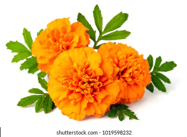 58,214 Marigold White Background Images, Stock Photos & Vectors 