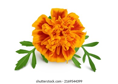 5,337 Marigold bush Images, Stock Photos & Vectors | Shutterstock