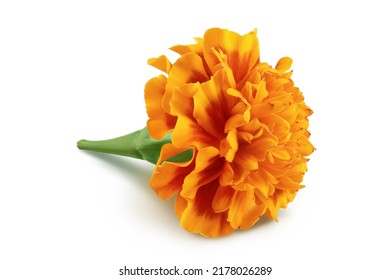 fresh marigold or tagetes erecta flower isolated on white background with full depth of field. - Shutterstock ID 2178026289