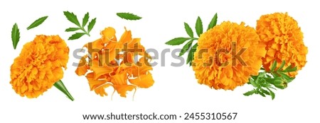 Similar – Image, Stock Photo marigold, medicinal herb with flower