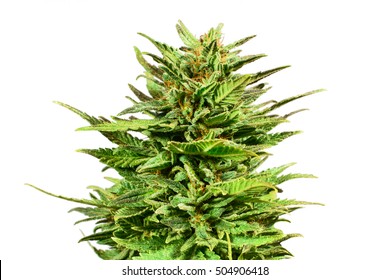 Fresh marijuana bud isolated on white background.