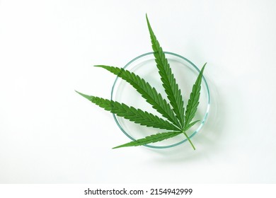 Fresh Marijuana Or Cannabis Sativa Weed Leaf In Petri Dish On White Background, View From Above